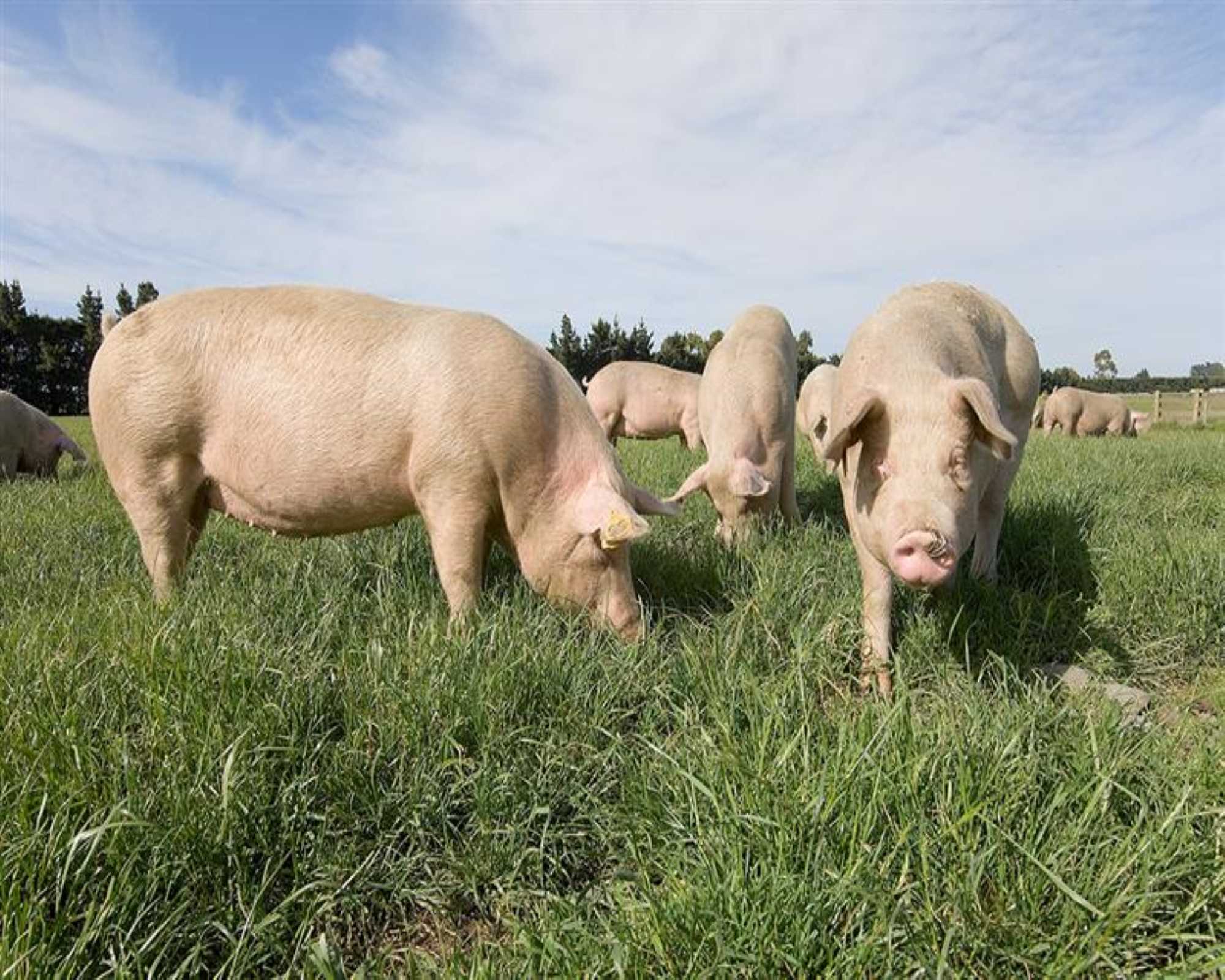 Pig farming in New Zealand
